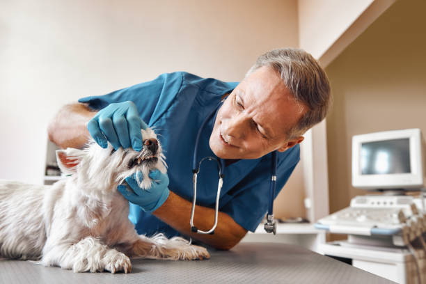 Best Emergency Dental Surgery in Spout Springs, NC